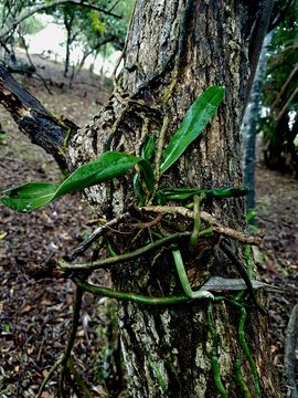Tree Orchid found at Makakatana Bay Lodge