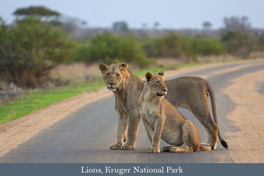 Young Lion pair in the road