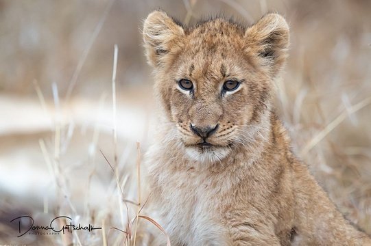 Young Lion, Sabi Sands, by Donna Gottschalk