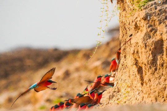Carmine beeeater near their nesting spot in the Luangwa river bank