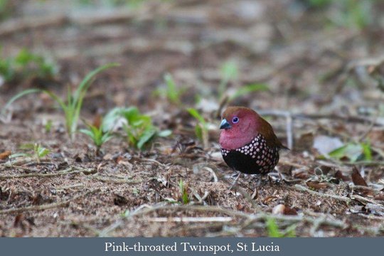 Pink-throated Twinspot on the iGwala-Gwala Forest Trail