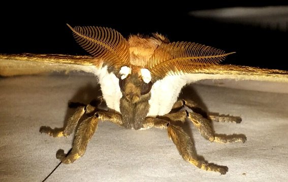 Full frontal view of a moth at Makakatana Bay Lodge.