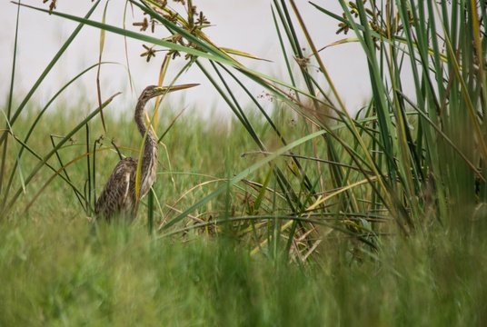 bird watching at Lake Langano in Ethiopia