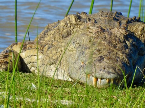 Nile Crocodile in Makakatna Bay - iSimangaliso