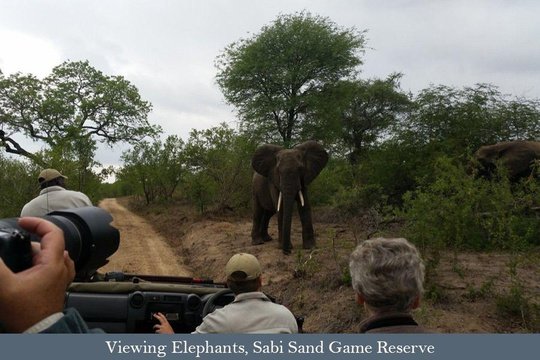 Viewing Elephants in the Sabi Sand Game Reserve