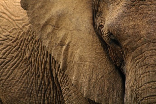 Elephant Care Association of South Africa, ECASA, Image Aimee Vogelasang via Unsplash