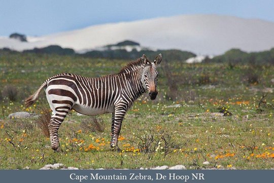 Cape Mountain Zebra in De Hoop Nature Reserve