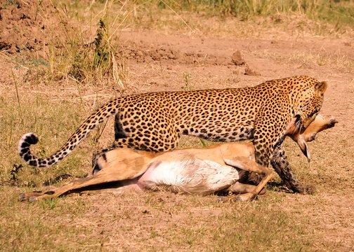 Leopard dragging an impala to a tree