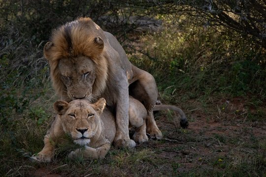Mating lions; Socha and a River pride female