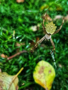 Garden orb weaver spider patiently waiting for prey in iSimangaliso Wetland Park (Joachim Du Plessis)