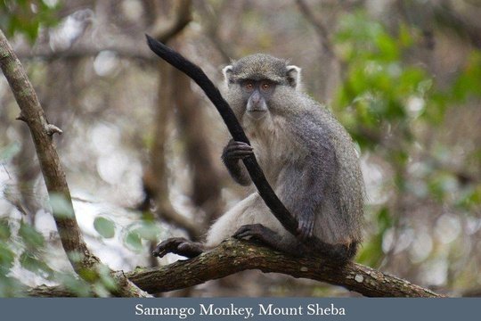 Samango Monkey, Mount Sheba