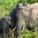An Elephant on the Kazinga Channel in Queen Elizabeth National Park, Uganda