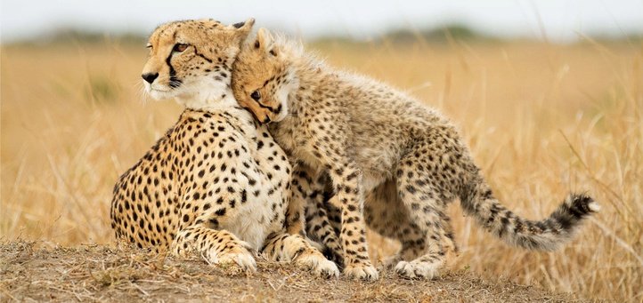 Cheetah and cub on safari at Sungulwane game lodge in KZN