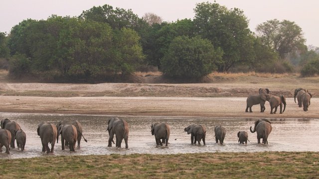Crossing elephants