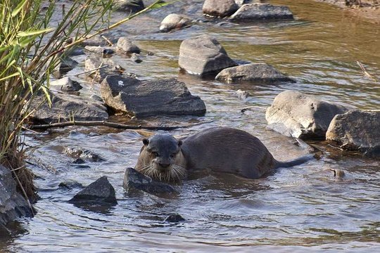 Cape Clawless Otter on the Sabie River. 