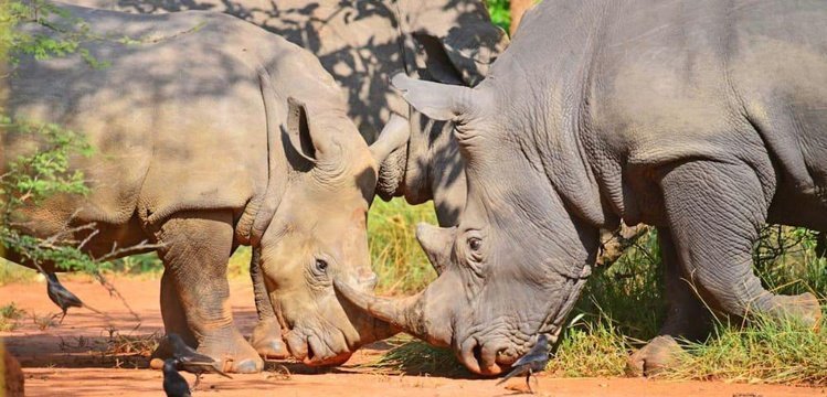 Rhino - Wildlife Tour Packages in Uganda by MJ Safaris Uganda
