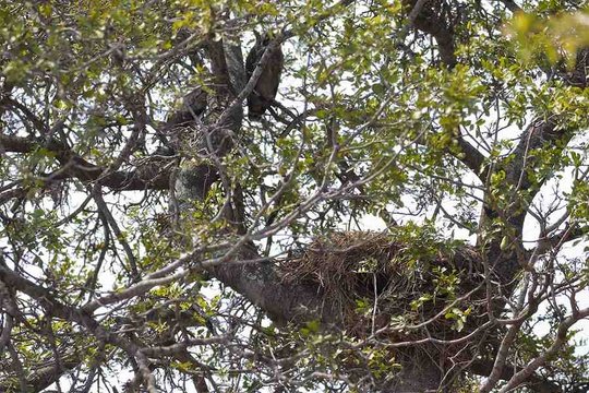 Verreaux's Eagle Owls roosting above a Hamerkop nest with a Barn Owl inside the nest. 