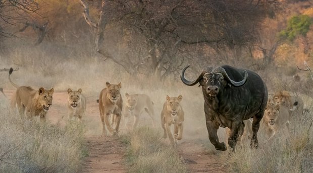 River pride Lions attacking buffalo