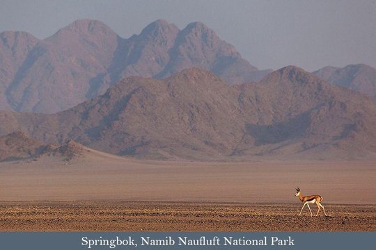 Springbok in the vastness of the Namib-Naukluft National Park