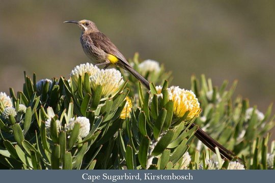 The endemic Cape Sugarbird