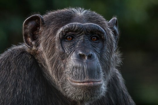 A Chimpanzee in Kibale National Park Uganda