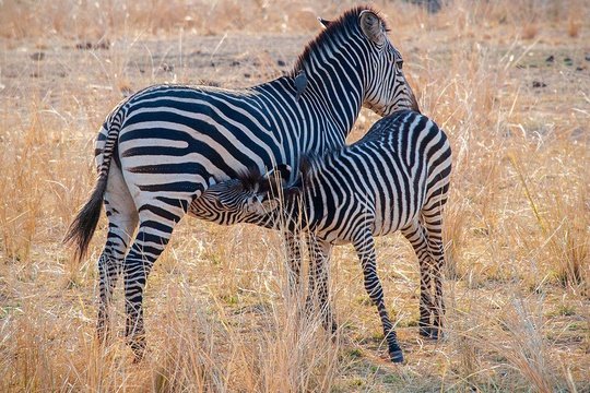 Zebra foal drinking milk