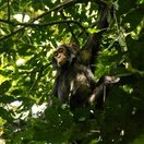 Chimpanzee in the rainforest of Kibale National Park, Uganda