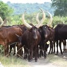 Ankole cattle grazing on the boundary of Lake Mburo National Park, Uganda