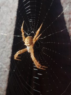(Gea Infuscata) There are 16 Species of Orb Weaver Spiders found in South Africa