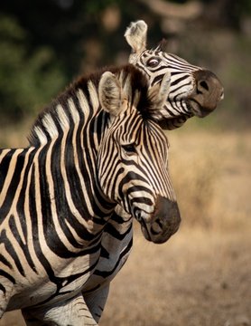 Two zebra having an argument
