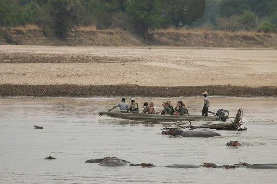 Guests crossing the Luangwa River around the hippos