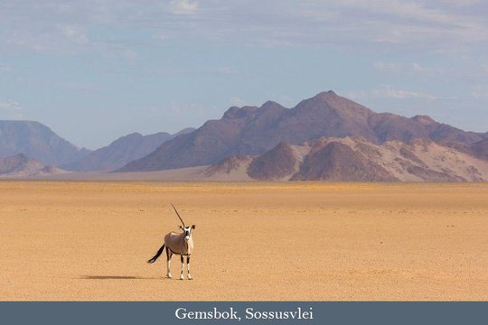 Oryx in the Namib Desert