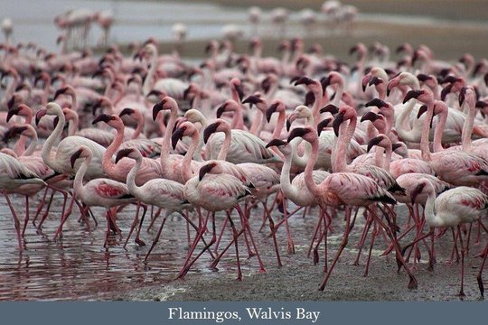 Flamingo flocks at Walvis Bay