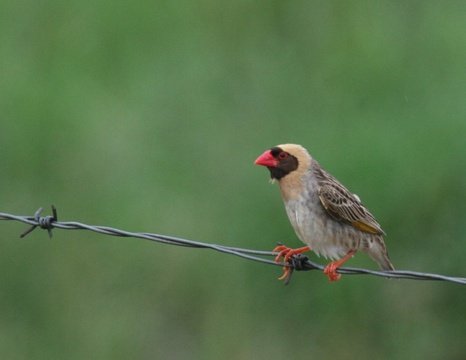 Male Red-billed Quelea in breeding plumage. 