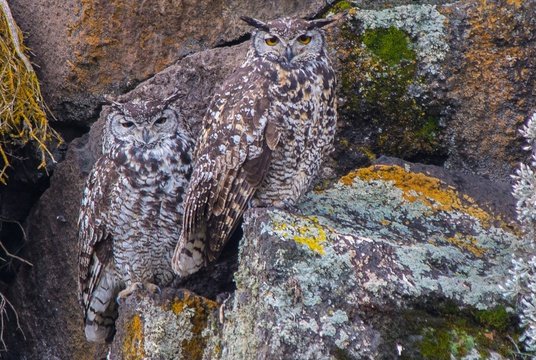Cape Eagle Owls are common birds in Bale Mounatins National Park