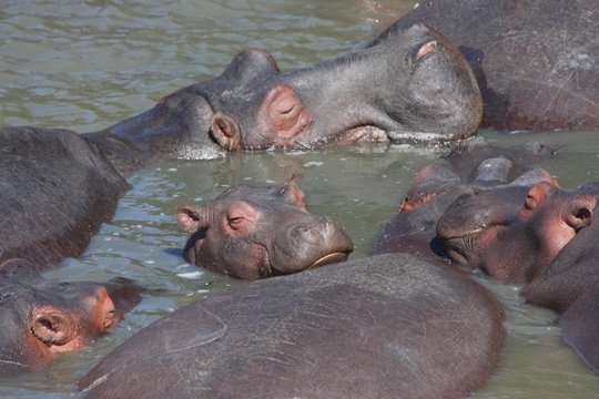 Hippo - Wildlife in the iSimangaliso St Luica Wetlands