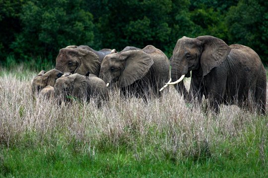 Elephants in Murchison Falls National Park, Uganda