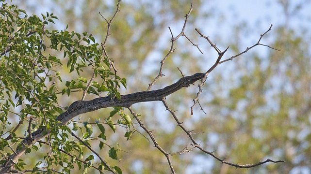 A small Python at Kumasinga Waterhole, Mkuze Game Reserve.