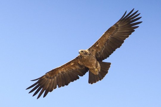 Tawny Eagle in flight. 