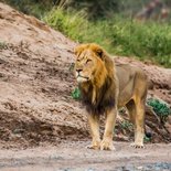 Wildlife Encounters, Lion, Safari and Game Lodge South Africa