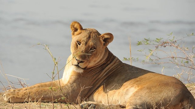 Chilling lioness on the Luangwa river bank