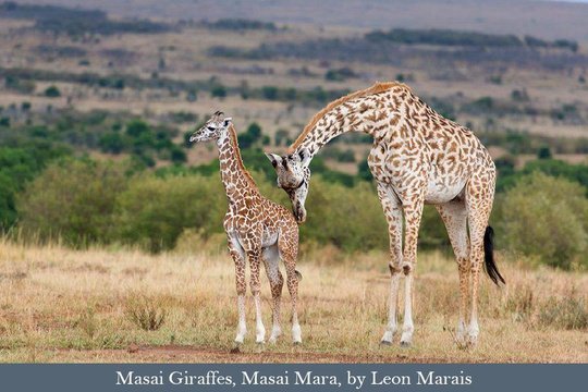 Masai Giraffes, Masai Mara, Kenya