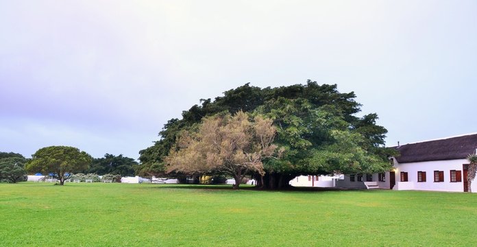 the fig tree at De Hoop collection