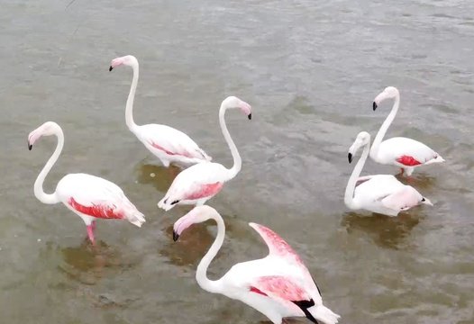 Flamingos at Family Safari Holiday at Makakatana Bay in KZN, South Africa.