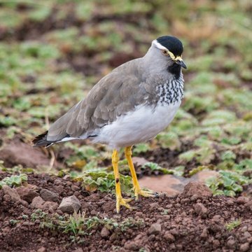 Spot-breasted Lapwing is an endemic bird of Ethiopia