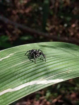 Jumping Spiders on blade of grass found in iSimangaliso Wetland Park Western Shores