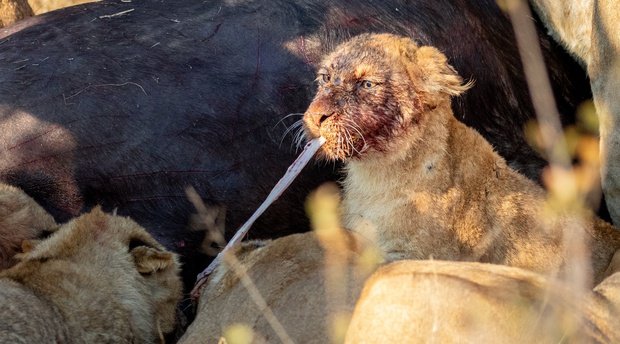 lion cub with buffalo kill