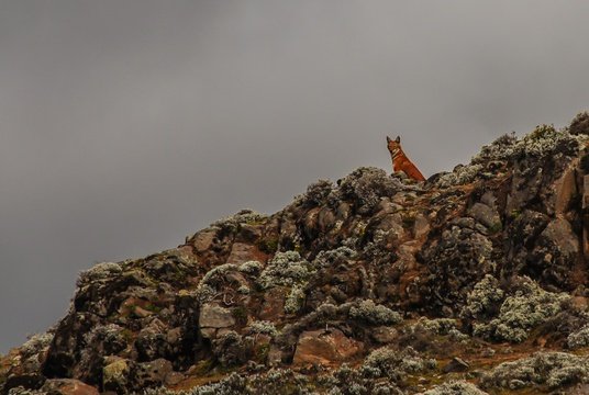 Ethiopian Wolves can be spotted from the mountain bike