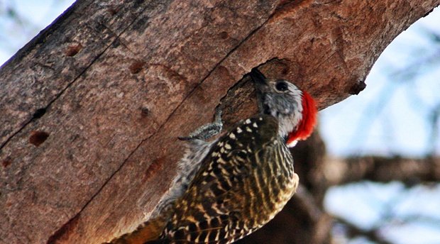 Male woodpecker hammering at a tree.