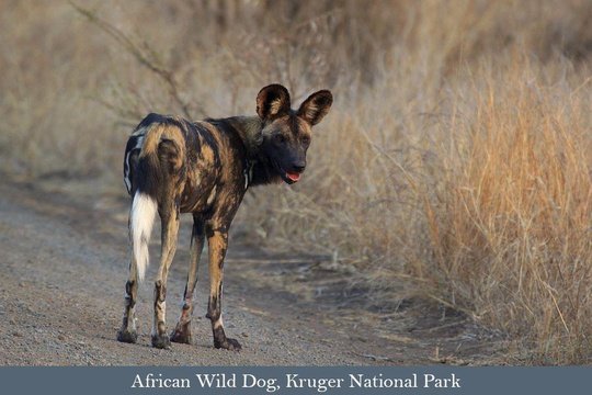 Wild Dog, a highlight on any safari